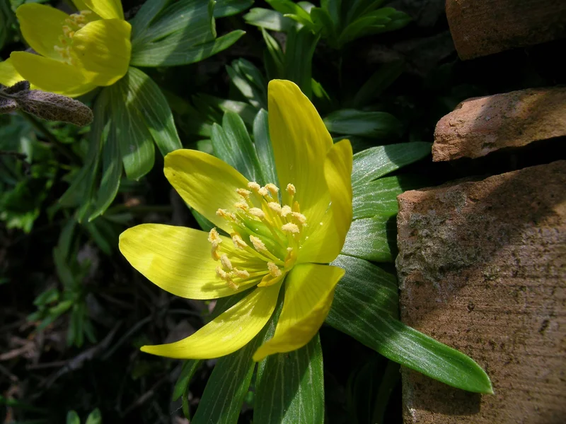 Winter Aconite growing in a UK garden