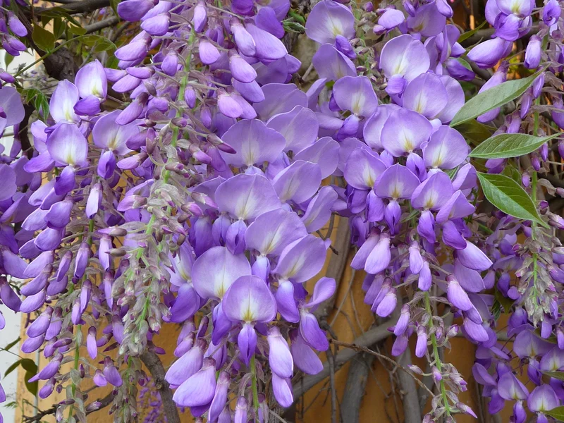 Wisteria growing in a UK garden