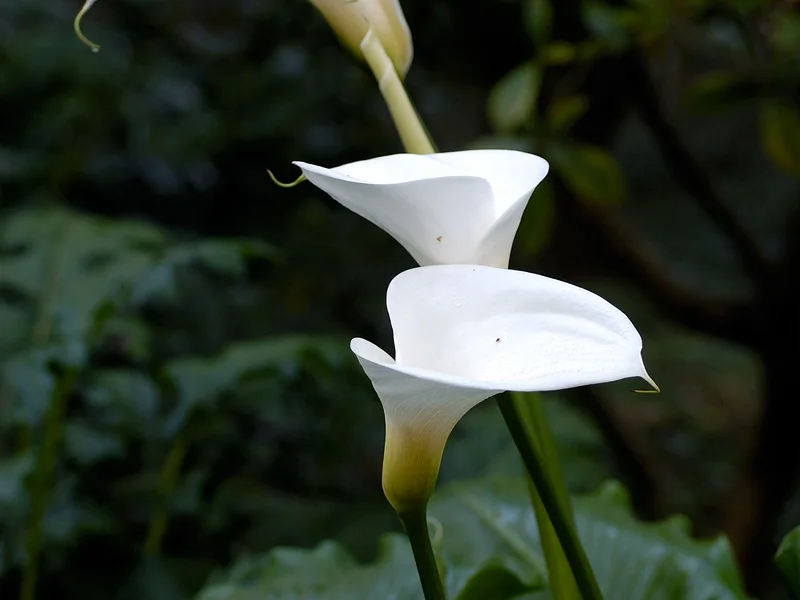Calla Lily growing in a UK garden