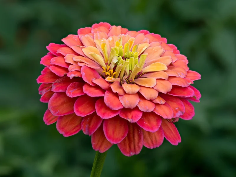 Zinnia growing in a UK garden